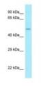 Angio-associated migratory cell protein antibody, NBP1-98514, Novus Biologicals, Western Blot image 