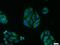 Large Tumor Suppressor Kinase 2 antibody, 20276-1-AP, Proteintech Group, Immunofluorescence image 