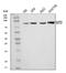 GIT ArfGAP 2 antibody, A04441-3, Boster Biological Technology, Western Blot image 