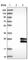 GRB2 Binding Adaptor Protein, Transmembrane antibody, HPA011070, Atlas Antibodies, Western Blot image 