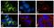C-C chemokine receptor type 1 antibody, 711250, Invitrogen Antibodies, Immunofluorescence image 