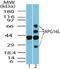 Autophagy Related 16 Like 1 antibody, PA5-23217, Invitrogen Antibodies, Western Blot image 