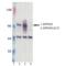 beta Amyloid antibody, ENZ-ABS226-0100, Enzo Life Sciences, Western Blot image 