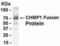 Charged Multivesicular Body Protein 1A antibody, XW-7713, ProSci, Western Blot image 