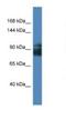 Leucine Rich Repeat Containing 8 VRAC Subunit A antibody, NBP1-59538, Novus Biologicals, Western Blot image 