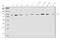 EH Domain Containing 1 antibody, A02168-2, Boster Biological Technology, Western Blot image 