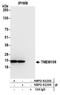 Transmembrane Protein 109 antibody, NBP2-61234, Novus Biologicals, Western Blot image 