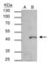 SET And MYND Domain Containing 3 antibody, PA5-34890, Invitrogen Antibodies, Immunoprecipitation image 