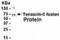 Tenascin C antibody, XW-7714, ProSci, Western Blot image 