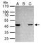 TAR DNA Binding Protein antibody, PA5-29949, Invitrogen Antibodies, Immunoprecipitation image 