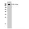 Insulin Receptor Substrate 1 antibody, LS-C380753, Lifespan Biosciences, Western Blot image 