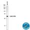 Cellular Communication Network Factor 1 antibody, AF4055, R&D Systems, Western Blot image 