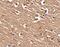 SLIT And NTRK Like Family Member 1 antibody, PA5-20469, Invitrogen Antibodies, Immunohistochemistry frozen image 