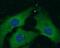 Neuropilin 1 antibody, FNab05680, FineTest, Immunofluorescence image 