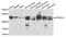 Methylenetetrahydrofolate Dehydrogenase (NADP+ Dependent) 1 Like antibody, PA5-76315, Invitrogen Antibodies, Western Blot image 