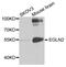 Egl-9 Family Hypoxia Inducible Factor 2 antibody, MBS126691, MyBioSource, Western Blot image 