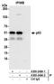p53 antibody, A300-248A, Bethyl Labs, Immunoprecipitation image 