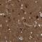 Rap1 GTPase-GDP Dissociation Stimulator 1 antibody, PA5-53910, Invitrogen Antibodies, Immunohistochemistry paraffin image 