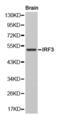 Interferon Regulatory Factor 3 antibody, abx000868, Abbexa, Western Blot image 