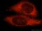 Methyltransferase Like 5 antibody, 16791-1-AP, Proteintech Group, Immunofluorescence image 