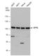 Splicing Factor Proline And Glutamine Rich antibody, NBP2-20329, Novus Biologicals, Western Blot image 