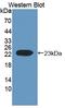 Ephrin A1 antibody, LS-C695159, Lifespan Biosciences, Western Blot image 