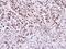 WEE1hu antibody, NBP1-33506, Novus Biologicals, Immunohistochemistry frozen image 