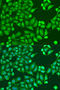 G Protein Subunit Alpha I3 antibody, A15674, ABclonal Technology, Western Blot image 
