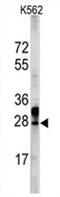 ES Cell Expressed Ras antibody, AP11463PU-N, Origene, Western Blot image 