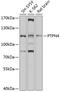 Protein Tyrosine Phosphatase Non-Receptor Type 4 antibody, 19-261, ProSci, Western Blot image 