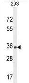 Olfactory Receptor Family 10 Subfamily H Member 1 antibody, LS-C163135, Lifespan Biosciences, Western Blot image 