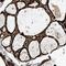 TRNA Selenocysteine 1 Associated Protein 1 antibody, NBP1-92536, Novus Biologicals, Immunohistochemistry frozen image 