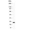 FXYD Domain Containing Ion Transport Regulator 5 antibody, R30858, NSJ Bioreagents, Western Blot image 