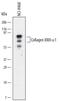 Collagen Type XXIII Alpha 1 Chain antibody, MAB4165, R&D Systems, Western Blot image 