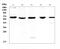 TNF Receptor Associated Factor 3 antibody, A00424, Boster Biological Technology, Western Blot image 