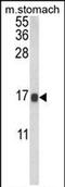 Galectin 2 antibody, PA5-72566, Invitrogen Antibodies, Western Blot image 