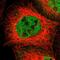 Grl1 antibody, HPA004248, Atlas Antibodies, Immunofluorescence image 