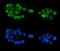 GATA Binding Protein 6 antibody, A00778-3, Boster Biological Technology, Immunofluorescence image 