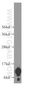 NDUFA4 Mitochondrial Complex Associated Like 2 antibody, 16480-1-AP, Proteintech Group, Western Blot image 