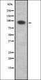 E3 ubiquitin-protein ligase RNF19A antibody, orb337513, Biorbyt, Western Blot image 