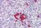 Forkhead Box O4 antibody, orb94535, Biorbyt, Immunohistochemistry paraffin image 