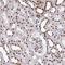 Pre-MRNA Processing Factor 19 antibody, NBP2-38864, Novus Biologicals, Immunohistochemistry paraffin image 