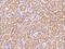 PHD Finger Protein 11 antibody, 202960-T08, Sino Biological, Immunohistochemistry frozen image 