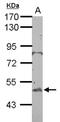 BTB Domain Containing 10 antibody, NBP2-15625, Novus Biologicals, Western Blot image 