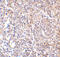 Lymphocyte Antigen 96 antibody, PM-4845, ProSci, Immunohistochemistry frozen image 