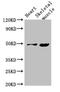 Endothelin Receptor Type B antibody, CSB-PA007404LA01HU, Cusabio, Western Blot image 