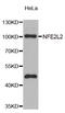 Nuclear Factor, Erythroid 2 Like 2 antibody, abx004724, Abbexa, Western Blot image 
