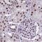 Protein Phosphatase 1 Regulatory Subunit 10 antibody, NBP2-38801, Novus Biologicals, Immunohistochemistry paraffin image 