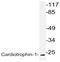 Cardiotrophin 1 antibody, AP20766PU-N, Origene, Western Blot image 