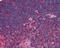 TRNA Aspartic Acid Methyltransferase 1 antibody, 49-341, ProSci, Immunohistochemistry frozen image 